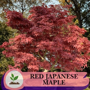 May include: A vibrant red Japanese maple tree with deeply lobed leaves. The tree's foliage is a rich, saturated red, creating a striking visual contrast against the green background. The image includes the text "RED JAPANESE MAPLE".