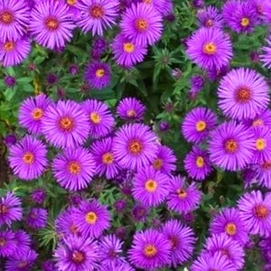 500 New England Aster Seeds: Purple Heirloom Wildflower, Pollinator Friendly