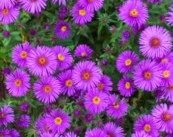 500 graines d'aster de la Nouvelle-Angleterre : fleurs sauvages pourpres anciennes, favorables aux pollinisateurs