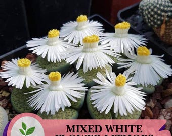 100 graines de Lithops mélangées - Plantes succulentes à base de pierre vivante blanche