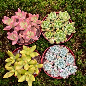 May include: Overhead view of four small, round, red pots filled with succulents. The succulents display a variety of colors, including pink, green, yellow, and blue-green. The plants are surrounded by green foliage.
