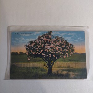 Un albero di rose California come trovato condizione Oggetto da collezione souvenir
