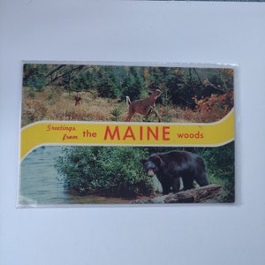 Vintage ansichtkaart Groeten uit het vakantieland Maine Woods, zoals gevonden staat Collectible Souvenir Item