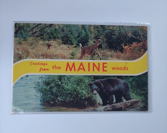 Vintage ansichtkaart Groeten uit het vakantieland Maine Woods, zoals gevonden staat Collectible Souvenir Item