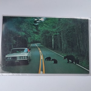 Vintage ansichtkaart Bear Family Crossing a Maine Back Road, zoals gevonden staat, verzamelobject