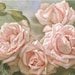 Owner of <a href='https://www.etsy.com/shop/SequinGarden?ref=l2-about-shopname&from_page=listing' class='wt-text-link'>SequinGarden</a>