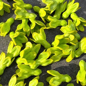 May include: A collection of bright yellow-green, three-petaled flower buds scattered on a gray surface. The buds have a smooth texture and are arranged in a seemingly random pattern, with some casting shadows.