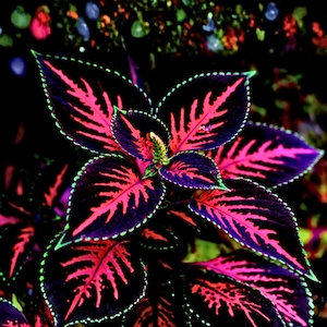20 Coleus Seeds Rare Color Mix | Pink, Black & Green Variegated Foliage