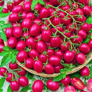 May include: A wicker basket overflowing with ripe, vibrant pink tomatoes. The tomatoes are oval-shaped with green stems and leaves, creating a colorful display. Some tomatoes are cut, revealing their juicy interior. A fresh, natural food item.