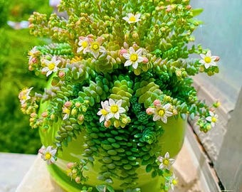 200 graines de Sedum dasyphyllum « Major » – Variété succulente rare | Rocailles et pots haut de gamme | Sans OGM