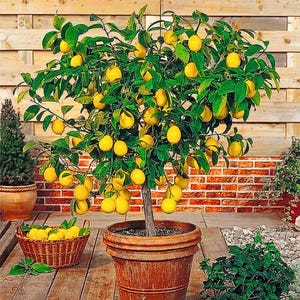 May include: A potted lemon tree laden with ripe yellow lemons. The tree is in a large terracotta pot, surrounded by green foliage and a basket of lemons. The background features a wooden fence and brick wall.