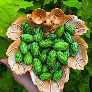 May include: A collection of small, green, cucumber-like fruits with a patterned exterior, nestled in a decorative, leaf-shaped dish. The dish is held by a hand and features a mouse figurine. The background is lush green foliage.