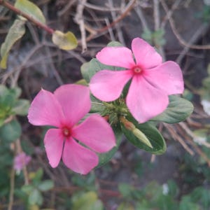 100 Vinca Rosea Seeds | Perennial Periwinkle Flower | Pink & White | Non-GMO | Drought Tolerant | Easy Grow | Fast Ship