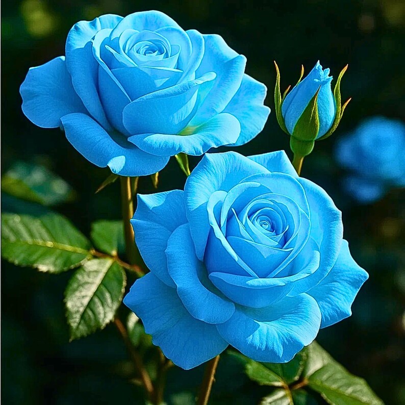 20 Light Blue Rose Seeds – Rare Garden Elegance for Serene Blooms ...