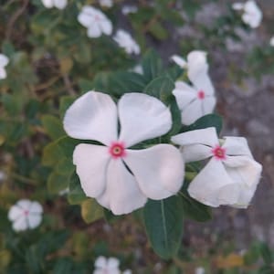 100 Madagascar Periwinkle Seeds | Pink & White Flowers | Long Blooming | Non-GMO | Easy Grow | Fast Shipping