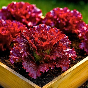 Puede incluir: Primer plano de plantas de lechuga roja vibrante creciendo en una jardinera de madera. Las hojas de lechuga son rizadas y tienen un color rojo intenso, con toques de verde en la base. Las plantas están rodeadas de tierra oscura, con un fondo verde borroso.