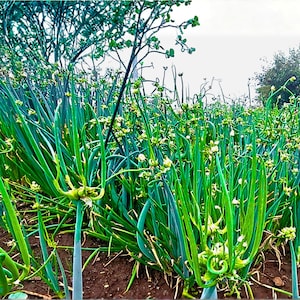 May include: A field of green onions with long, slender stalks and small white flowers. The onions are growing in dark soil, with a tree in the background. The image is taken outdoors on a cloudy day.
