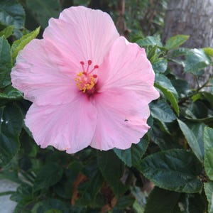 100 Giant Hibiscus Moscheutos Seeds | Pink Hardy Perennial | Easy to Grow | Non-GMO | Fast Shipping