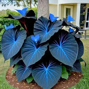 100 Variegated Caladium Seeds | Blue Black Ornamental Foliage | Evergreen Shade Plant | Garden & Patio Decor