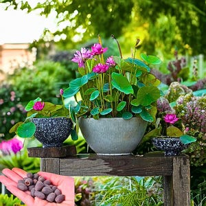 10 Mixed Color Lotus Seeds – Bowl Lotus for Indoor & Outdoor Water Gardens