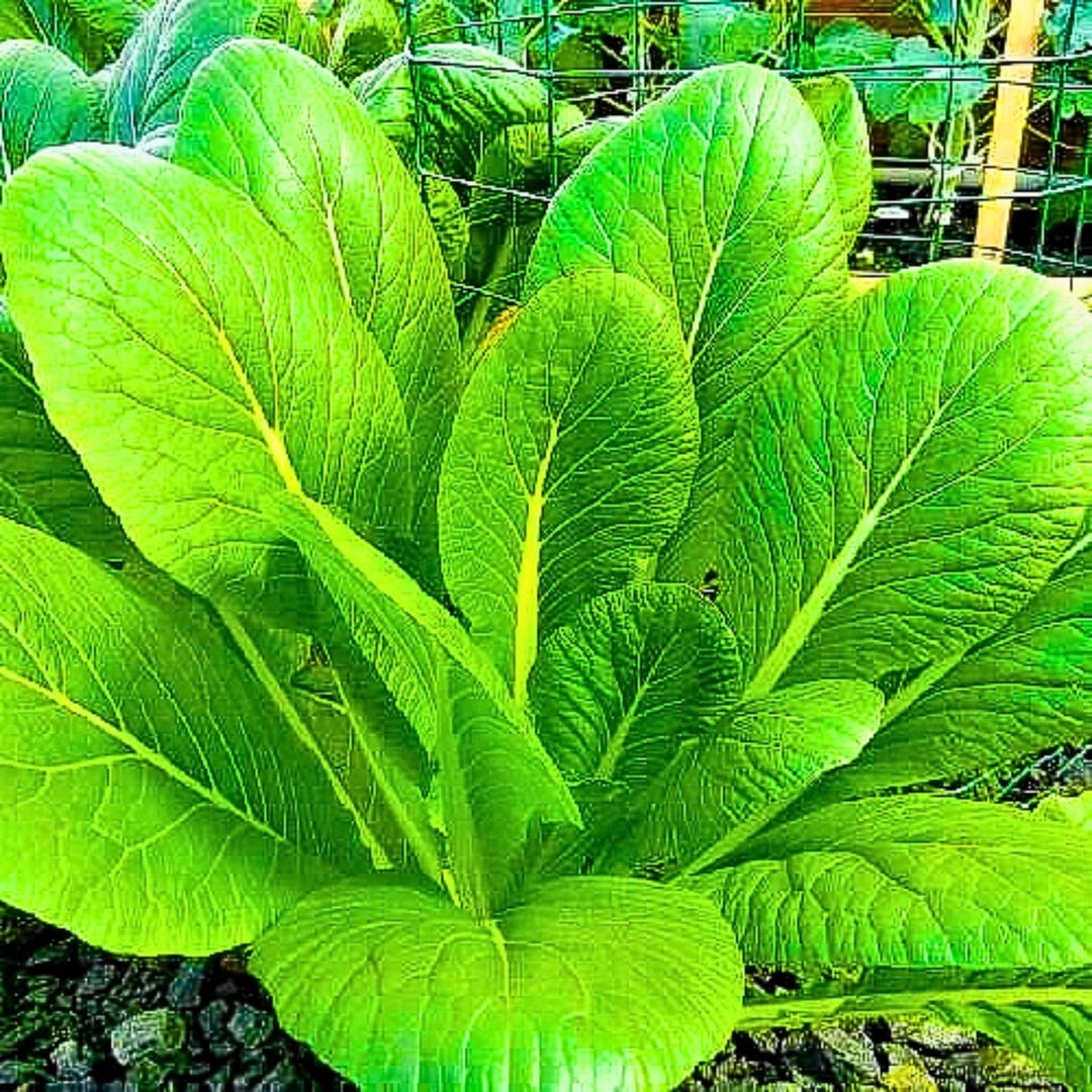 2000 Florida Broadleaf Mustard Seeds | Heirloom Leafy Greens | Fast ...