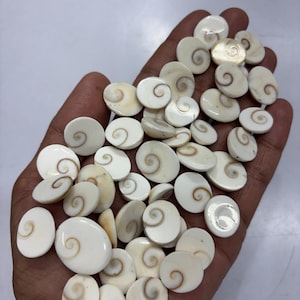 May include: A collection of small, oval-shaped Shiva eye shells, also known as Pacific cat's eye shells. Each piece features a smooth, off-white surface with a distinct, natural brown spiral pattern centred on one side, creating a unique look.