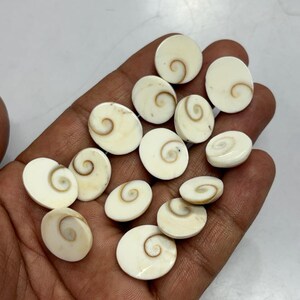 May include: A collection of small, round, off-white Shiva eye shells, each featuring a distinct brown spiral pattern on the surface. These smooth, polished operculum pieces vary slightly in size and shape, displaying natural organic markings.