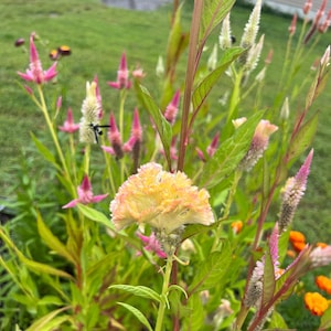 100+ Mixed Color Celosia Flower Seeds: Colorful Cockscomb Seeds, Open-Pollinated, Plumed Cockscomb, Fresh Flower Seeds, Organic