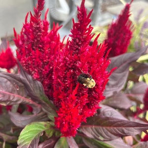 Red Celosia Flower Seeds: 100 Scarlet Cockscomb Seeds, Open-Pollinated, Plumed Flowers