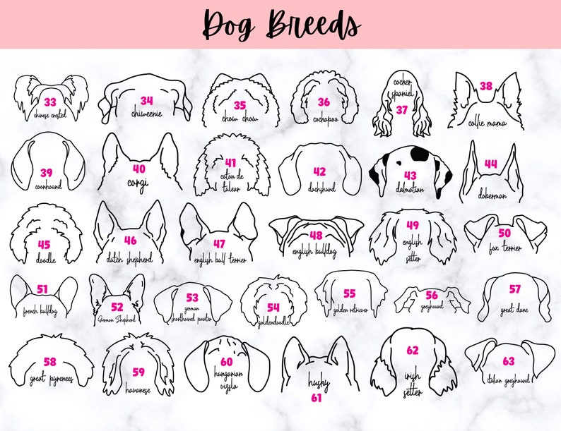 Puede incluir: Una ilustraci&oacute;n en blanco y negro de 63 razas de perros diferentes. Cada raza est&aacute; numerada y etiquetada con su nombre. La imagen est&aacute; sobre un fondo blanco con una pancarta rosa en la parte superior que dice "Dog Breeds".