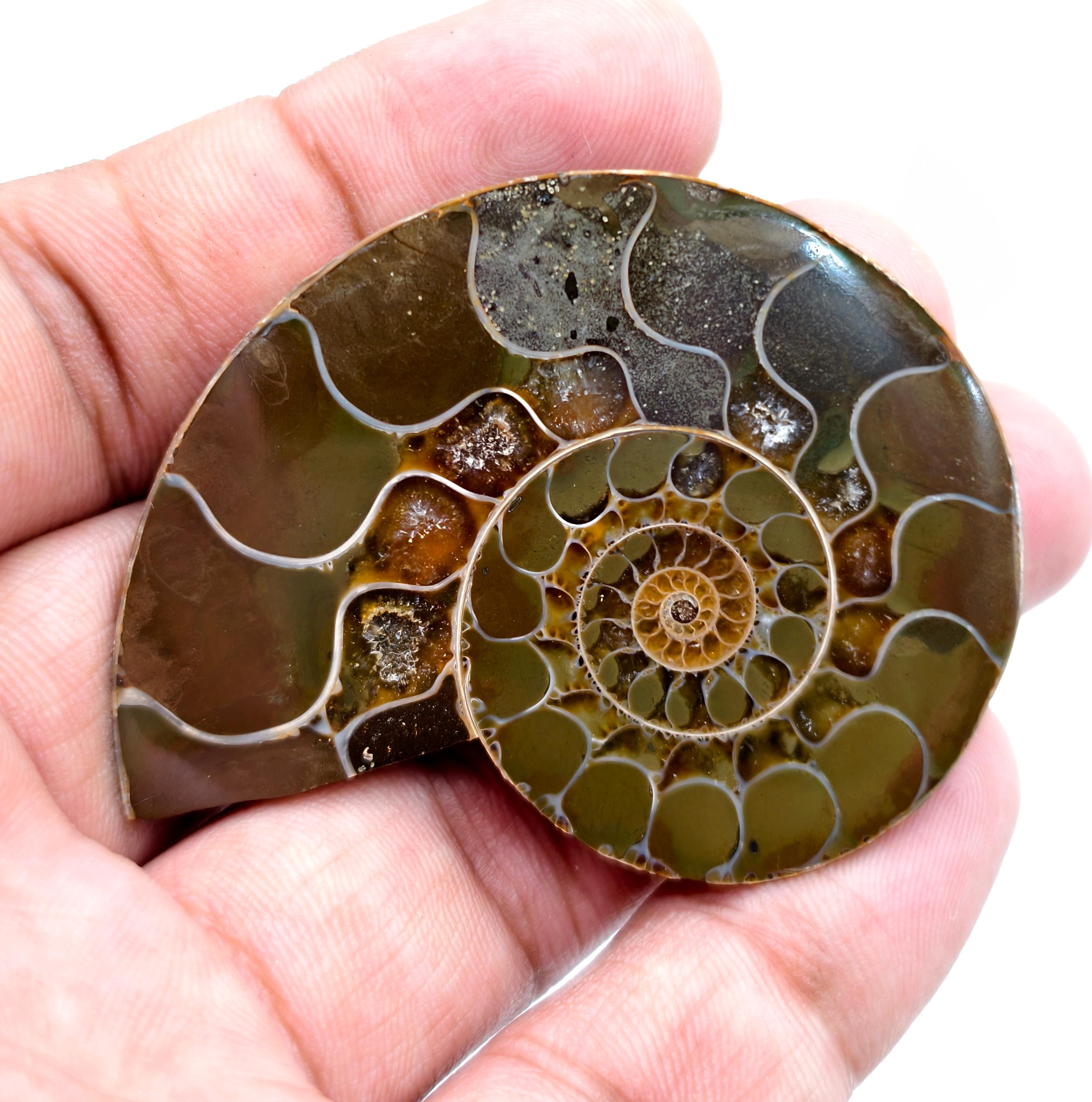 研磨されたアンモナイト化石スライス、ジュラ紀コレクター向け宝石