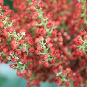 May include: Close-up of a cluster of small, vibrant red berries. The berries are densely packed on green stems, creating a textured and visually appealing display. The background is a soft green, enhancing the focus on the berries.