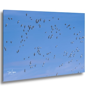 Snow Geese Migration Takes Flight, Delta, Utah, Canvas or Glossy Print