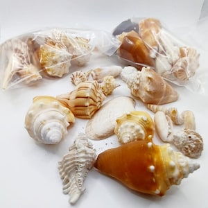 Shell Assortment,  Shells for Crafts, Authentic Shells from Florida