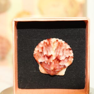 Shell Ring
