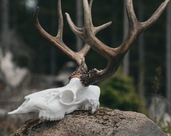 Blacktail Deer Skull Mount – Realistic Replica for Shed Antlers | Wall Mount Taxidermy Decor by Buck Bracket
