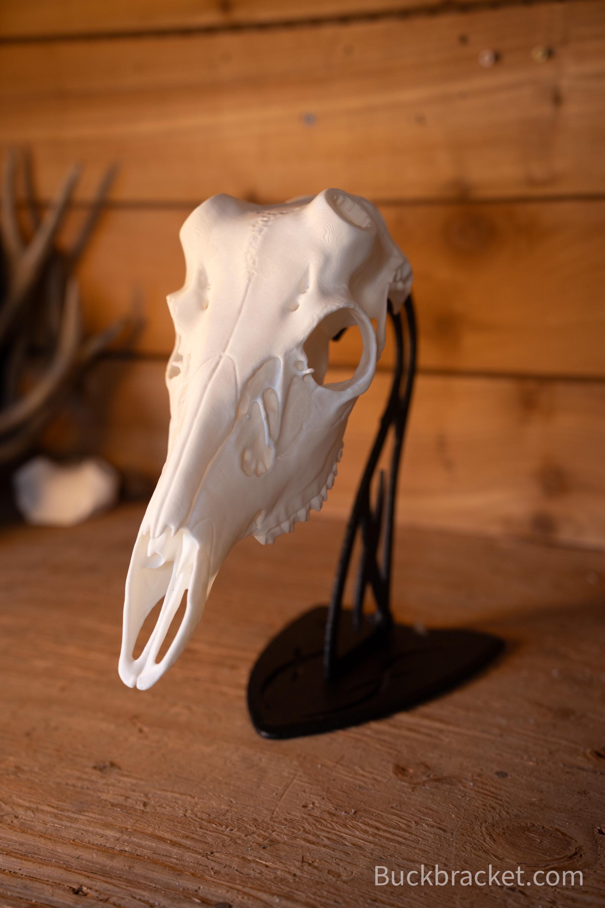 Whitetail Deer Skull Mount – Realistic Replica for Shed Antlers