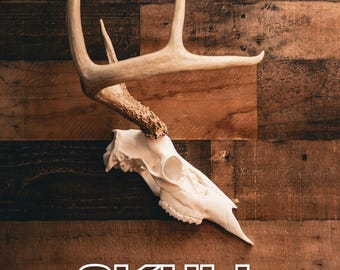 Deer Half Skull Mount – Realistic Replica for Shed Antlers | Wall Mount Taxidermy Decor by Buck Bracket