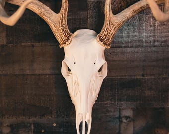 Whitetail Deer Skull Mount – Realistic Replica for Shed Antlers | Wall Mount Taxidermy Decor by Buck Bracket