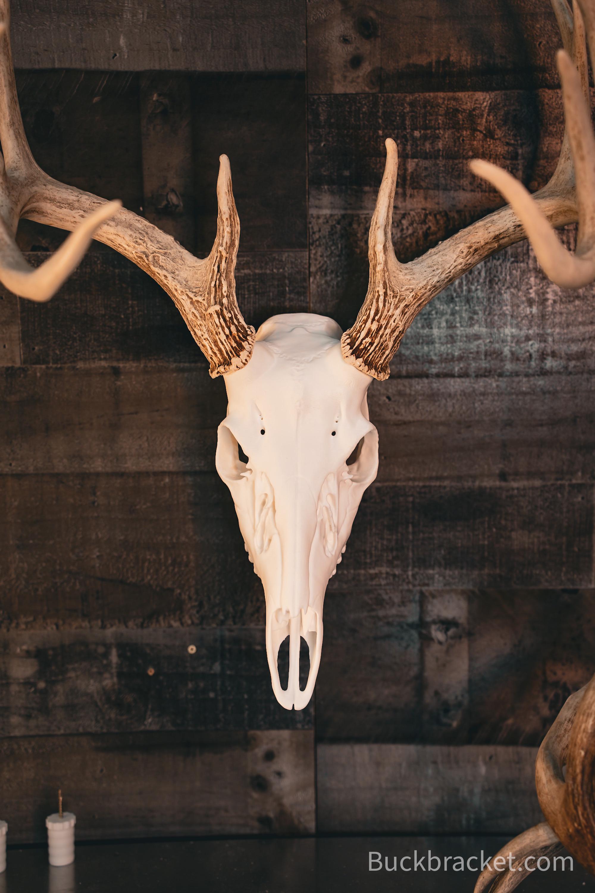 Whitetail Deer Skull Mount – Realistic Replica for Shed Antlers