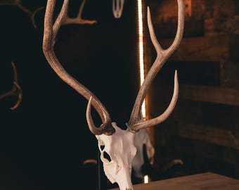 Axis Deer Replica Skull Mount – Realistic Replica for Shed Antlers | Wall Mount Taxidermy Decor by Buck Bracket