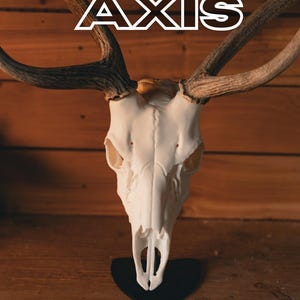 Axis Deer Replica Skull Mount – Realistic Replica for Shed Antlers | Wall Mount Taxidermy Decor by Buck Bracket