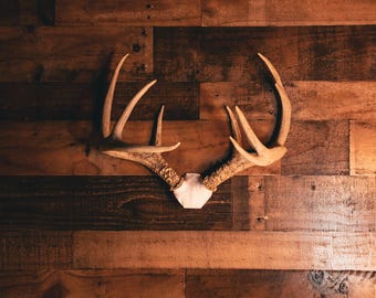 Deer Skull Cap Mount – Realistic Antler Display with Snap System | Wall Mount for Shed or Cut Antlers