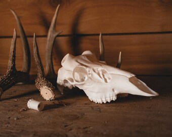 Whitetail Deer Skull Mount – Realistic Replica for Shed Antlers