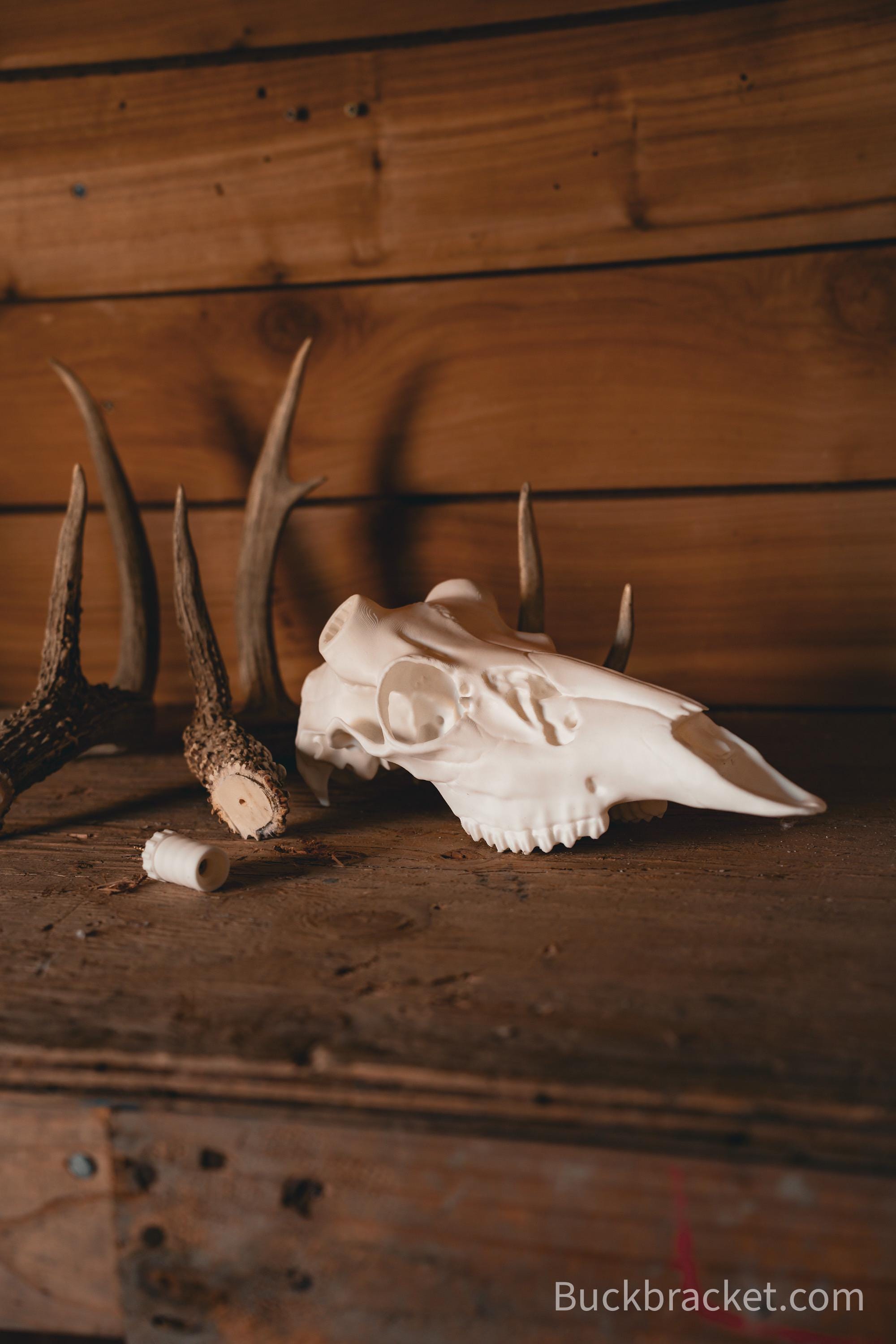 Whitetail Deer Skull Mount – Realistic Replica for Shed Antlers