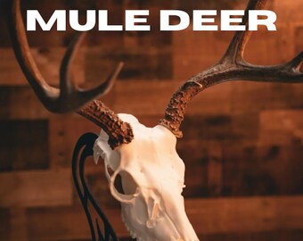 Mule Deer Skull Mount – Realistic Replica for Shed Antlers | Wall Mount Taxidermy Decor by Buck Bracket