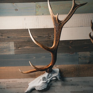 Half Elk Skull Antler Mount – Wall Display for Single Elk Antler | Buck Bracket Snap System