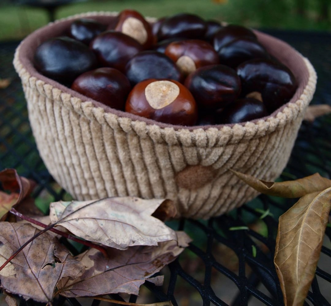 50 Small to Medium Ohio Buckeye Nuts Etsy