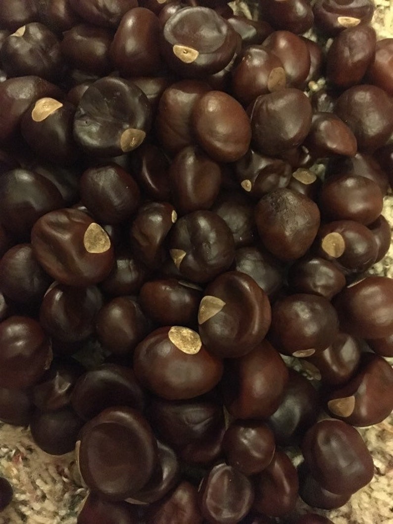 125 Bulk IMPERFECT Ohio Buckeye Nuts Etsy