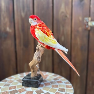 Mounted - Stuffed rosella bird